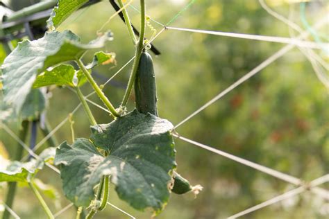 植物栽培方法|野菜の育て方図鑑 。初心者でも簡単にできる栽培方法